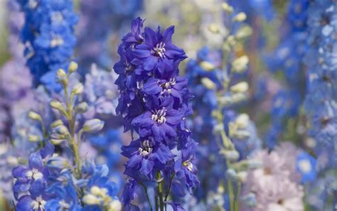 How to Make the Colors of Delphiniums Pop in Magical Springs